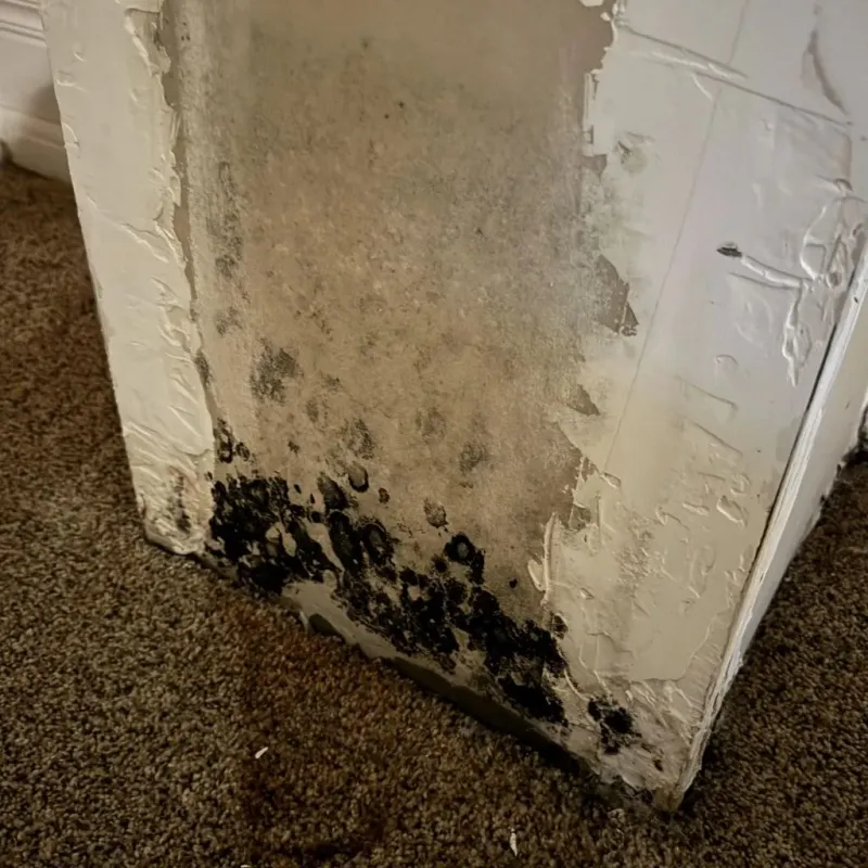 Professional Mold Removal in Heidelberg, TX